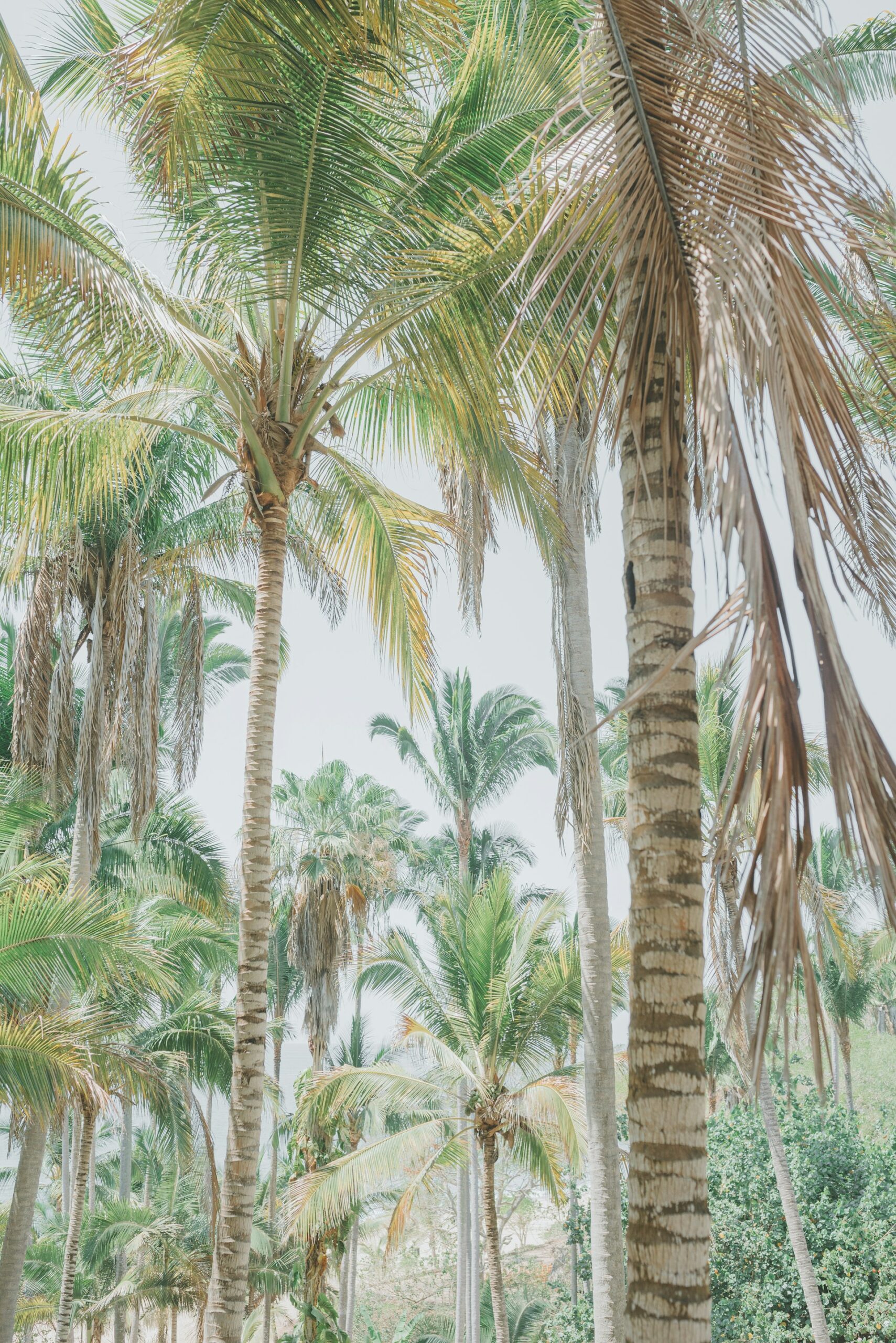 San Pancho Real Estate